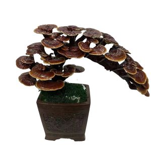 靈芝盆景